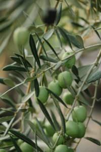 olive verte pour squalane vegetal
