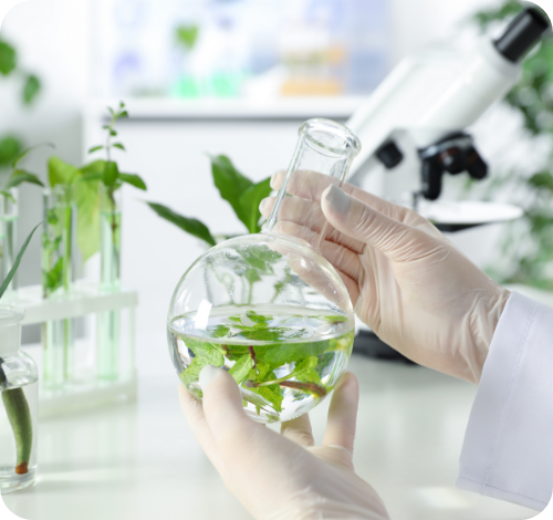 green plant in a balloon scientific experiment sophim