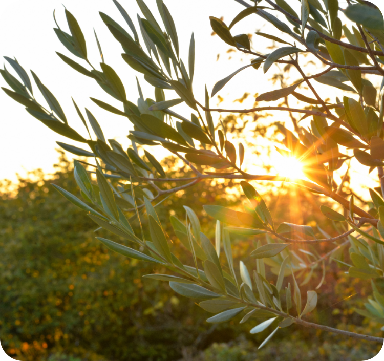 olive tree with sunset sophim