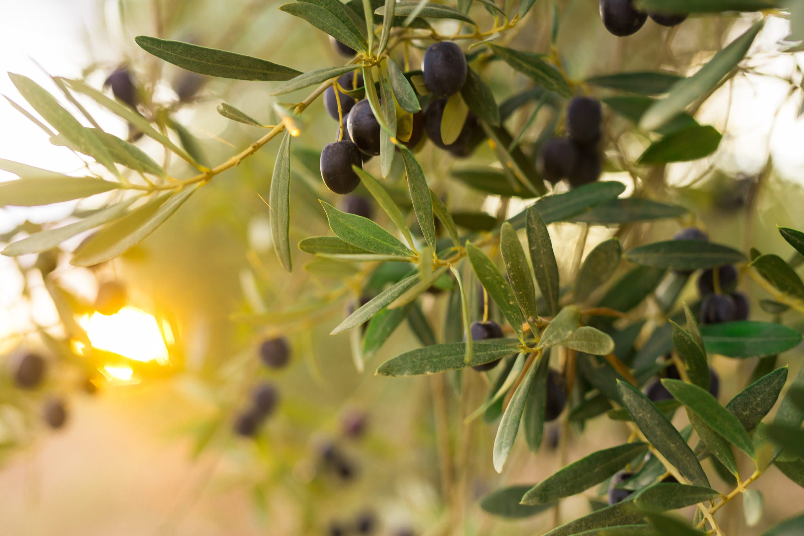 PhytOlive®Fine : Olea Europaea Seed