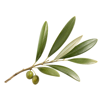 Sophim-pot-arbuste